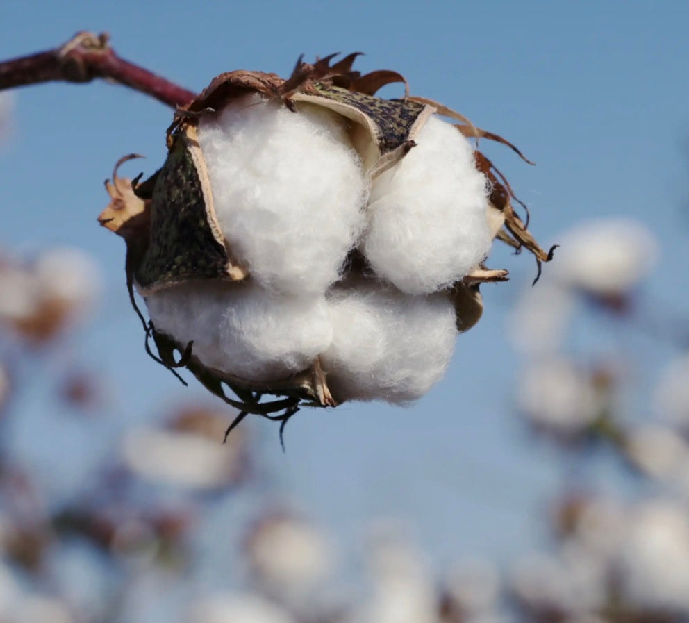 Fleur de Coton