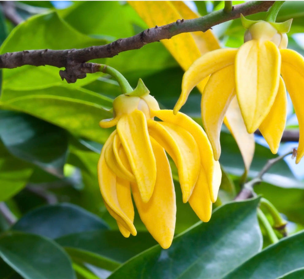 Ilang Ylang