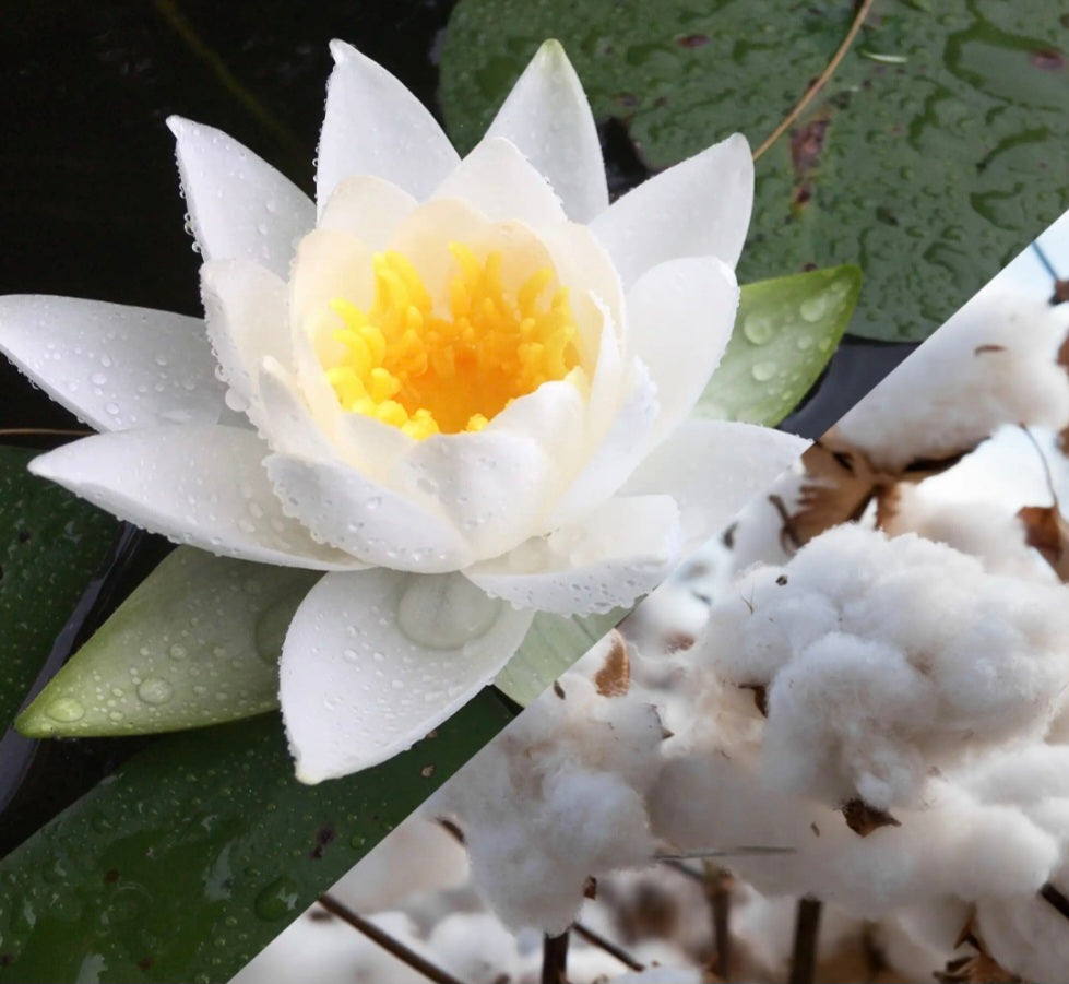 Lotus blanc et coton