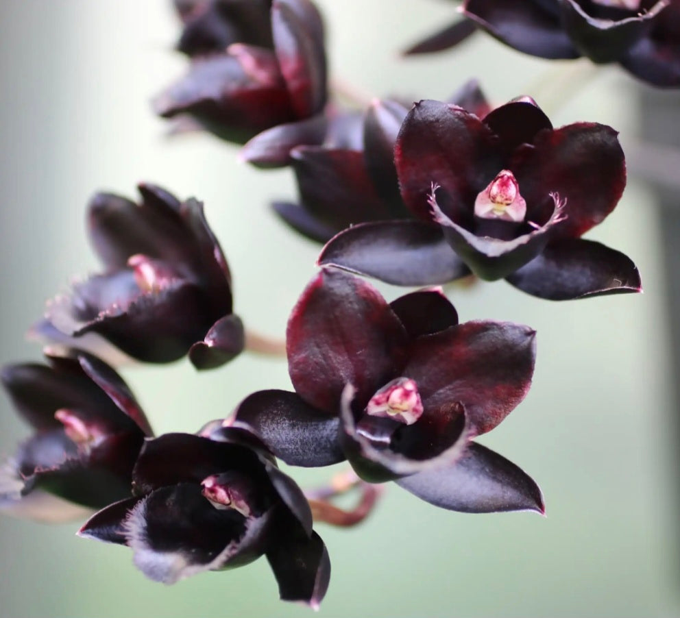 Orchidée noire