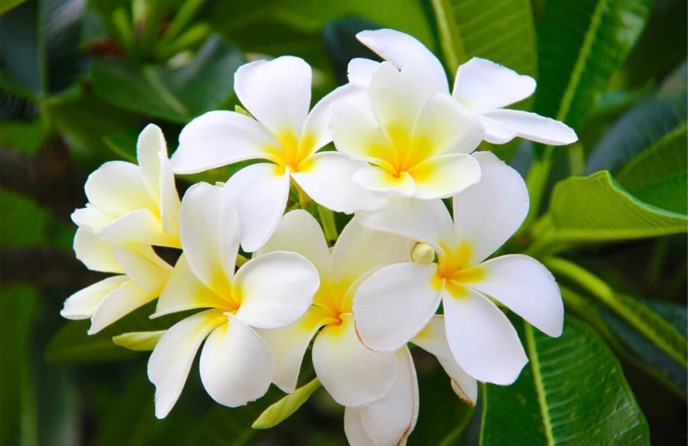 Fleur de tiare