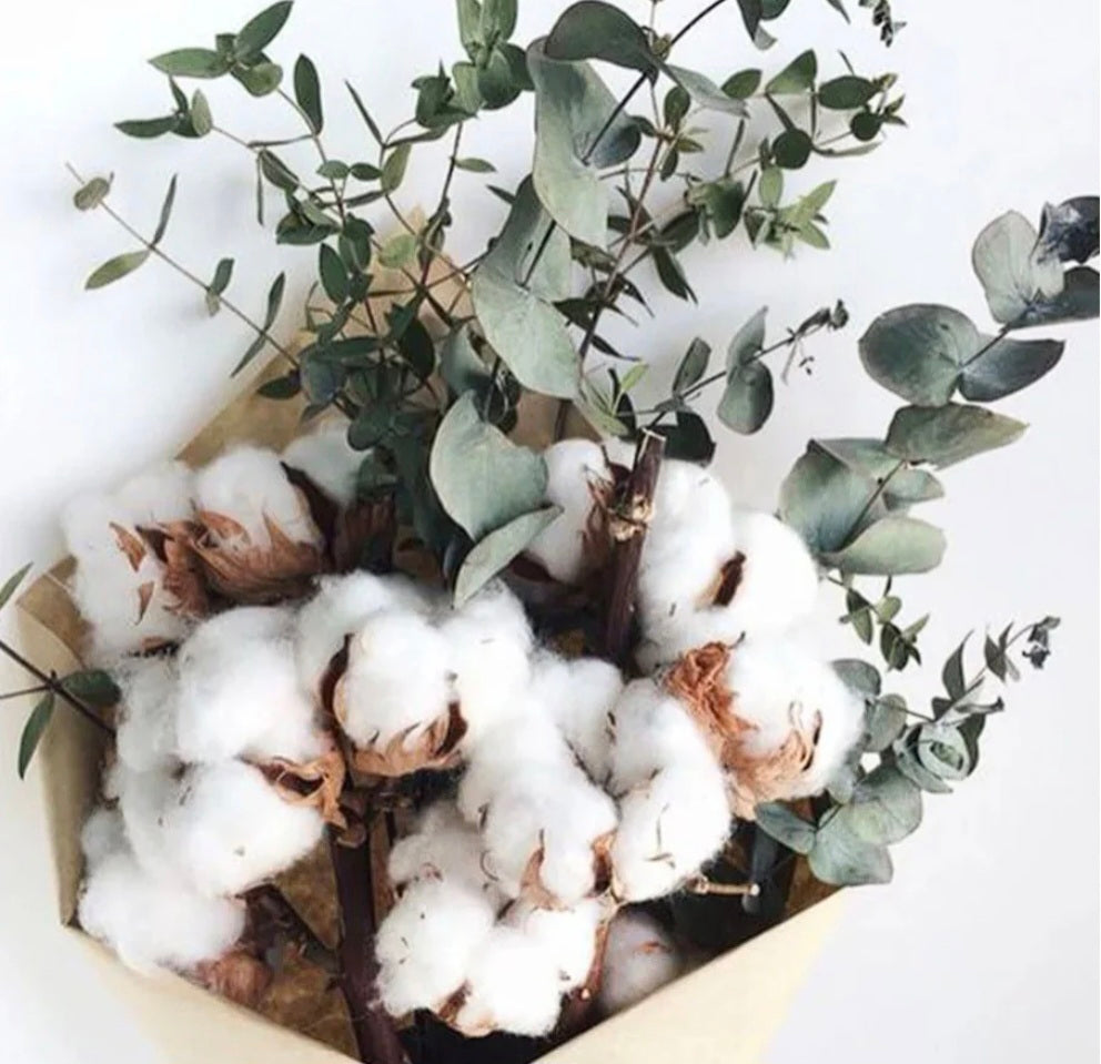 Eucalyptus et coton