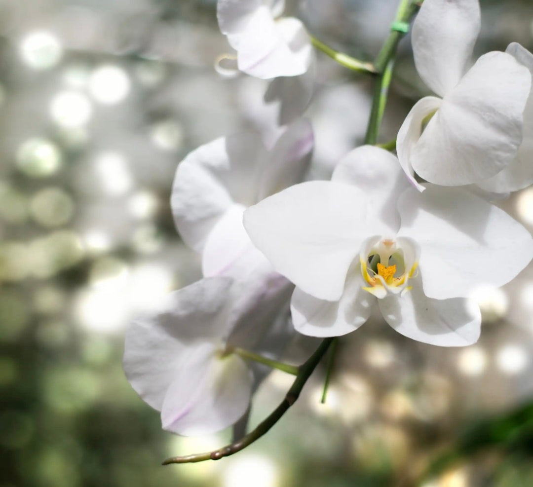 Secret d'orchidée
