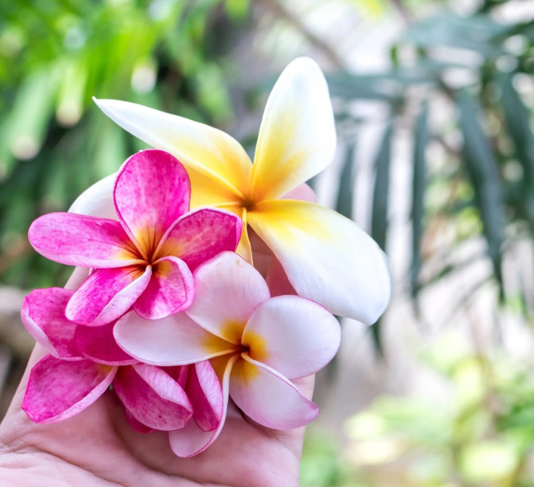 Fleurs des îles (Rose, vanille, accords gourmand, gelée de framboise)