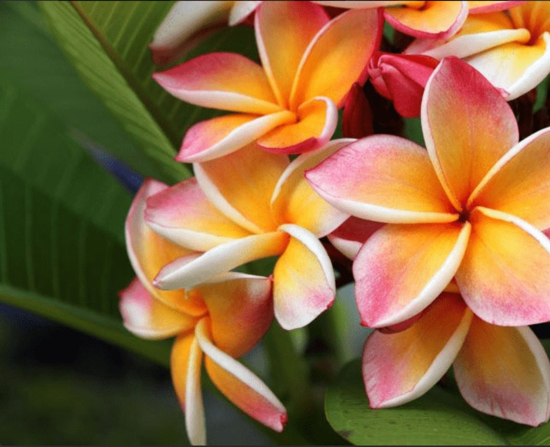 Frangipanier (Bergamote, amande douce, melon, jasmin, lys, orchidée)