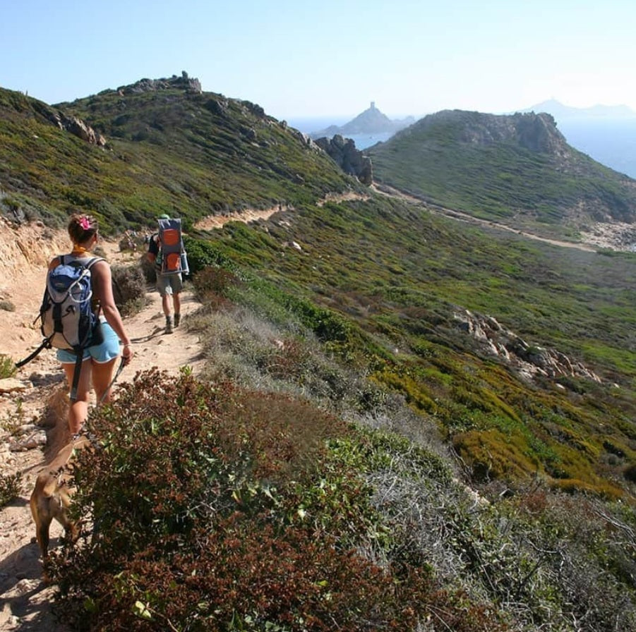 Maquis corse (Lavande, maquis, eucalyptus)