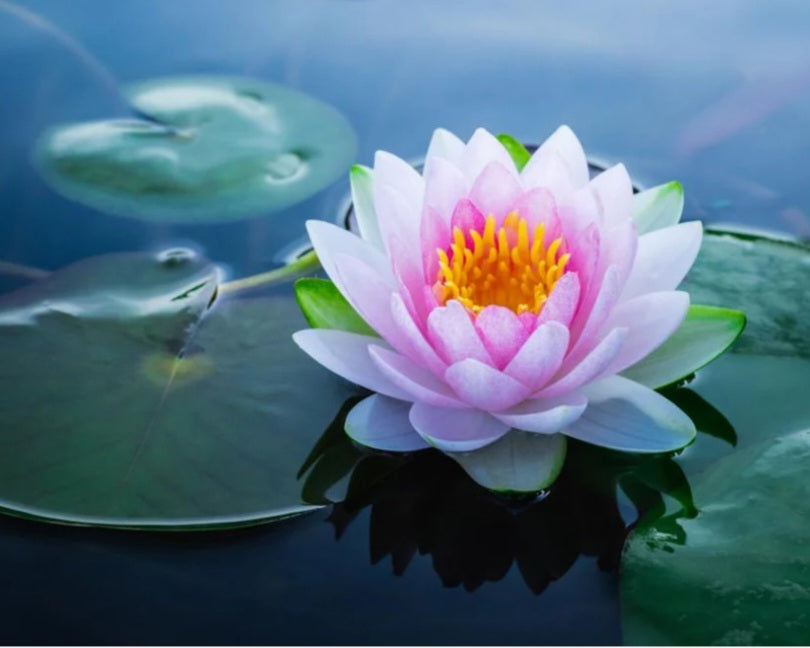 Lotus
