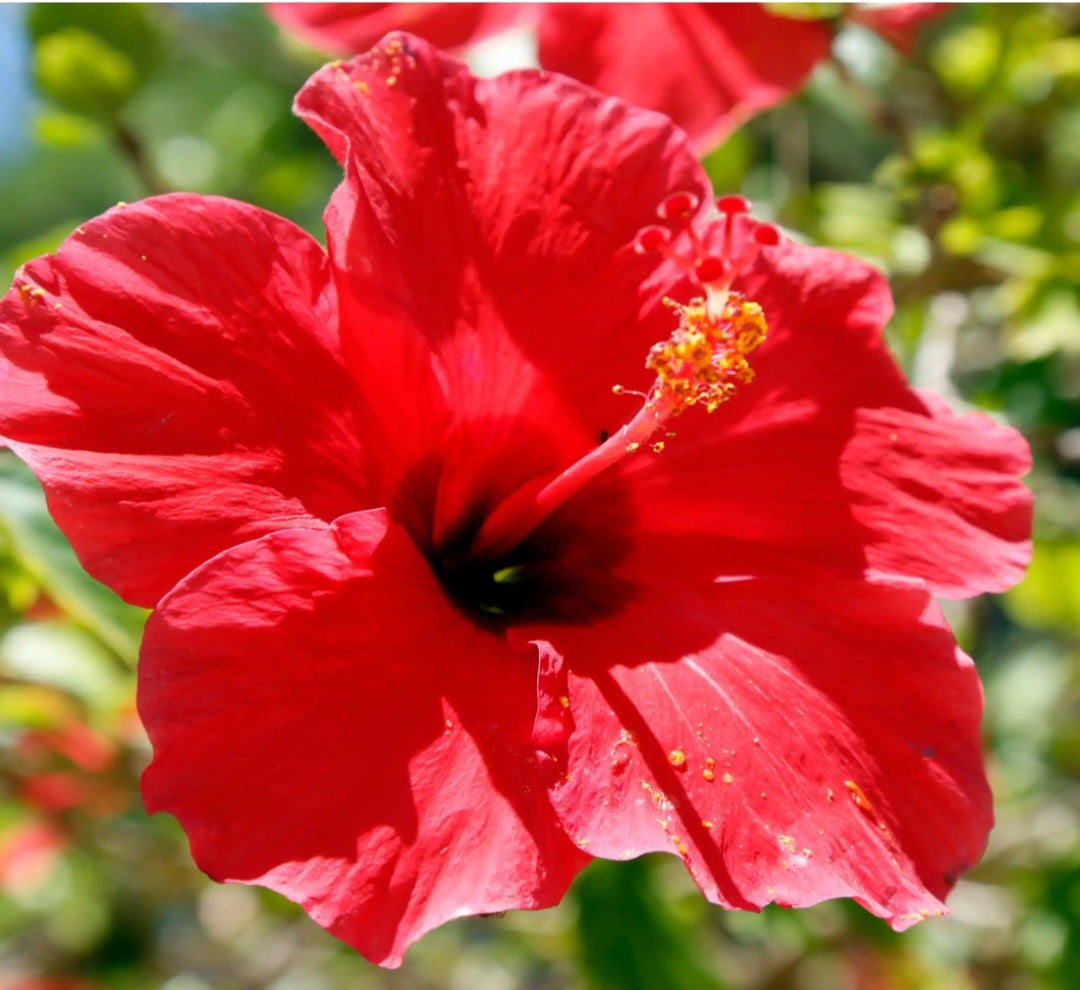 Hibiscus