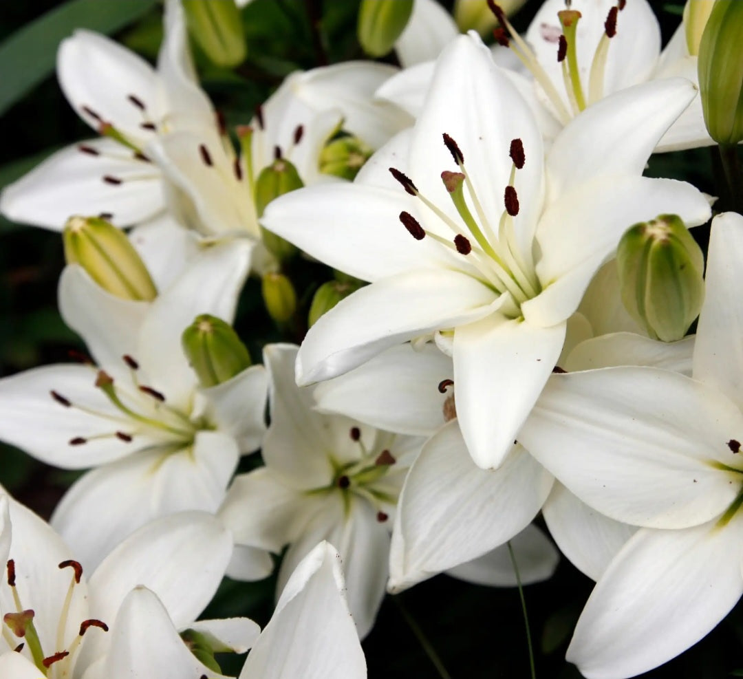 Lys