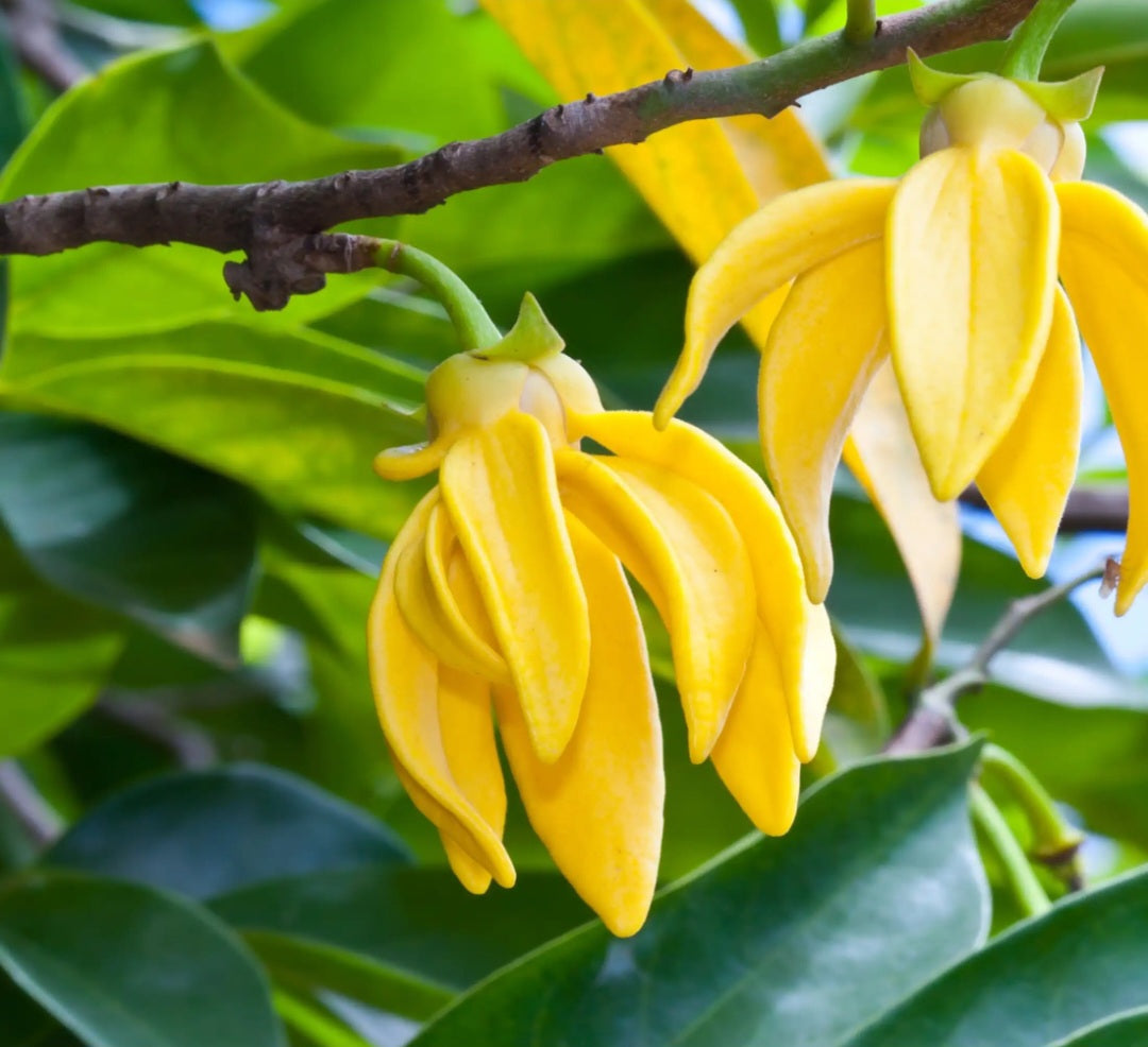 Ylang ylang
