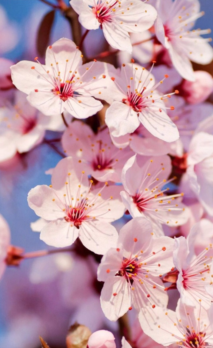Azzura sakura