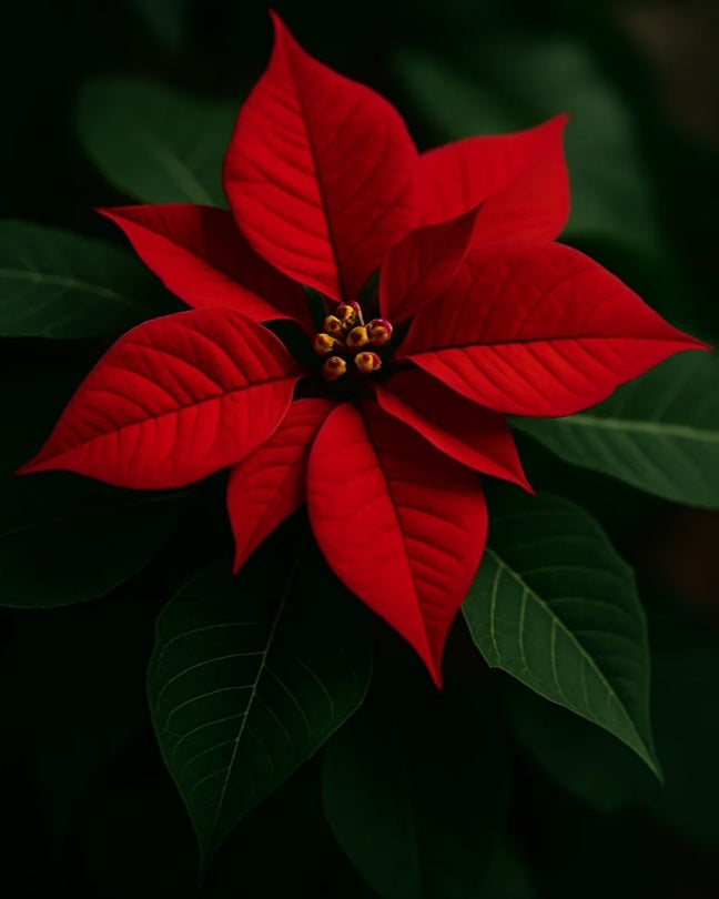 Jelly fleur de Noël (Ylang ylang, jasmin, fleur d'oranger, musc)
