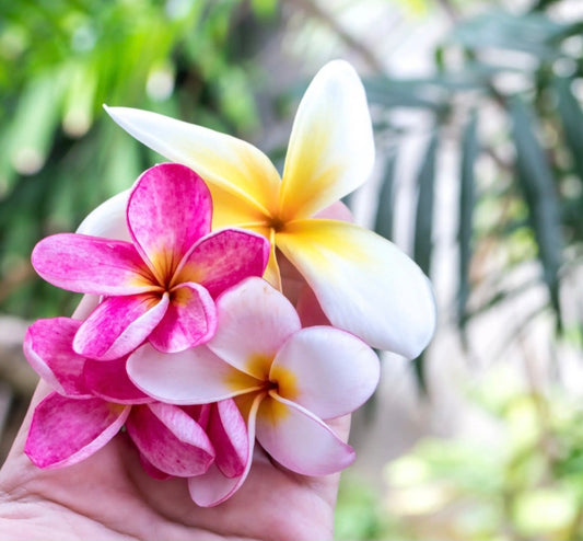 Fleurs des îles*