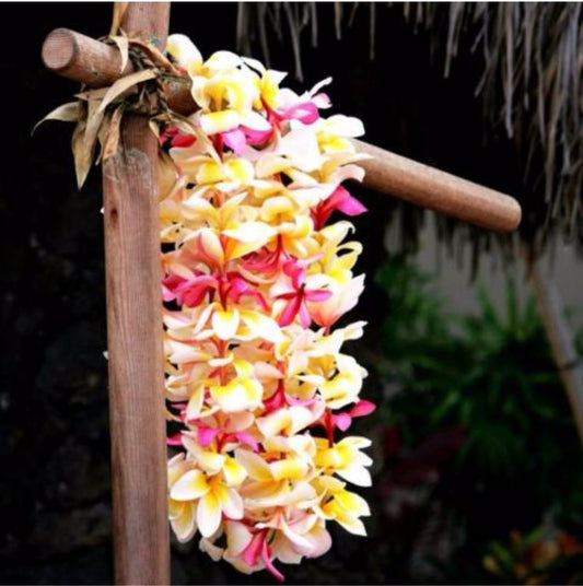 Aloa tiare (frangipanier tiare MonoÏ)*