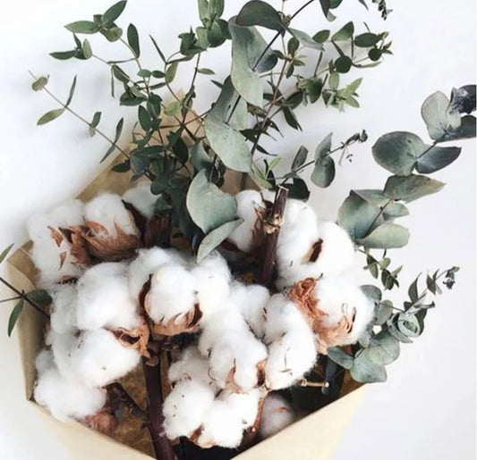 Eucalyptus et coton*