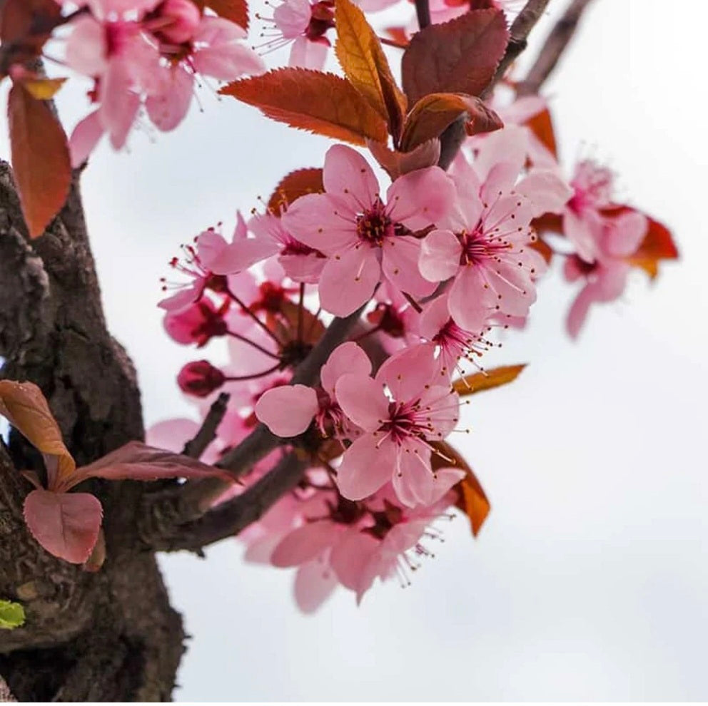 Fleur de sakura*