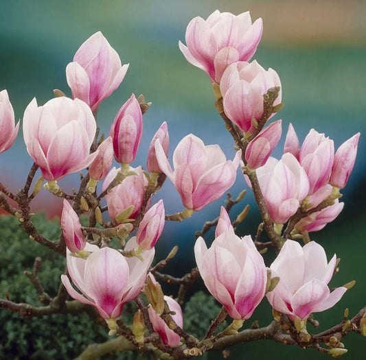 Magnolia 💫