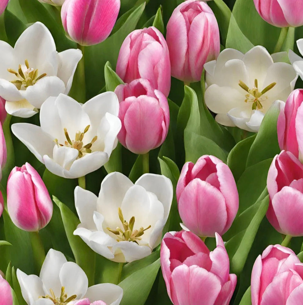 Tulipe rose jasmin blanc  💫