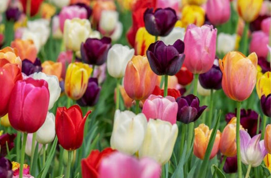 Tulipes