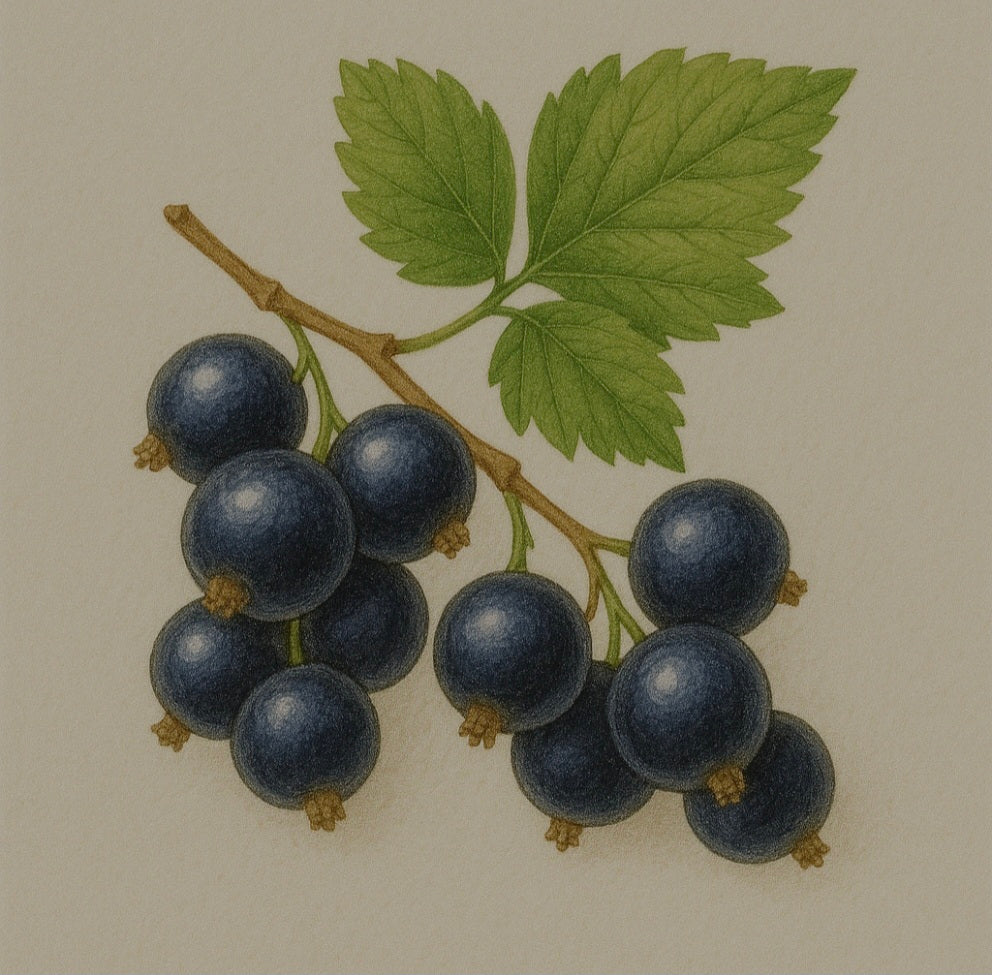 Baies de cassis