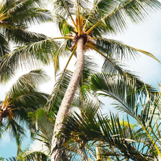 Paradis tropical (Ananas, banane, mangue, coco, fruits exotiques)