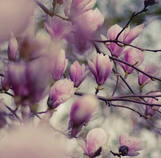 Magnolia