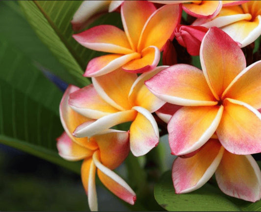 Frangipanier (Bergamote, amande douce, melon, jasmin, lys, orchidée)