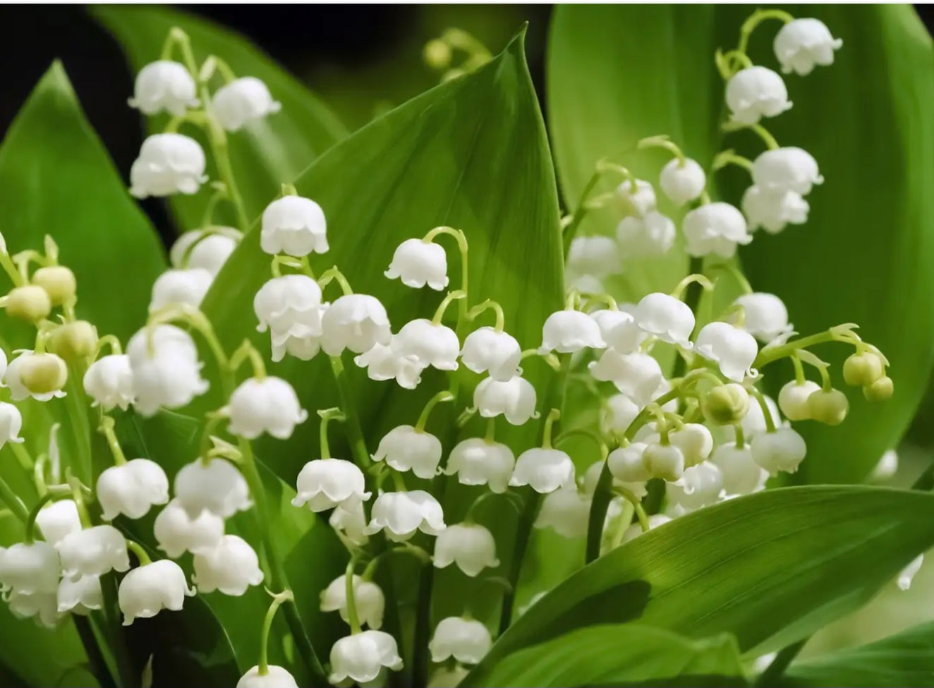 Muguet