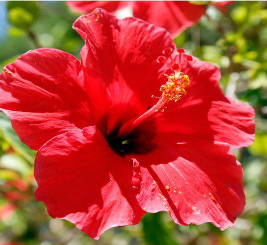 Hibiscus