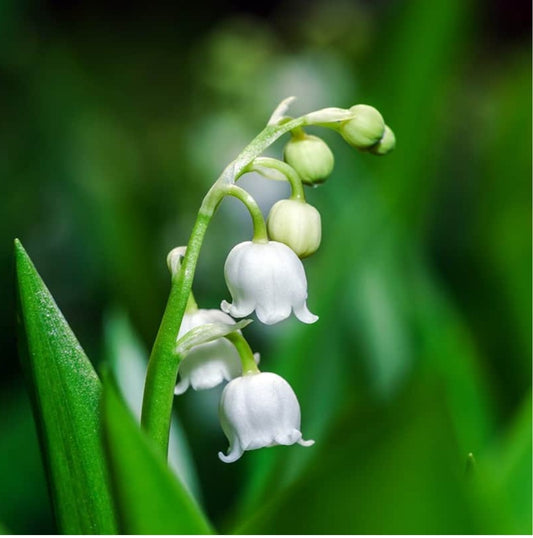 Muguet