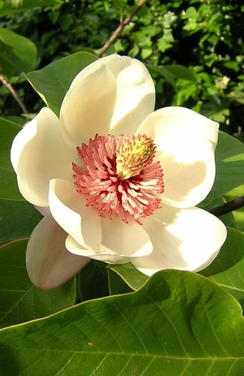 Magnolia