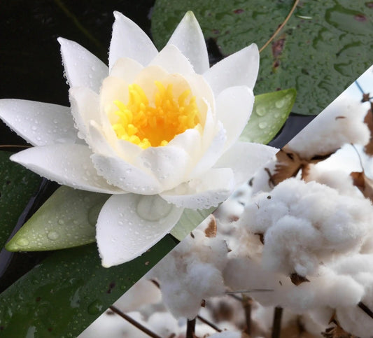 Lotus blanc et coton