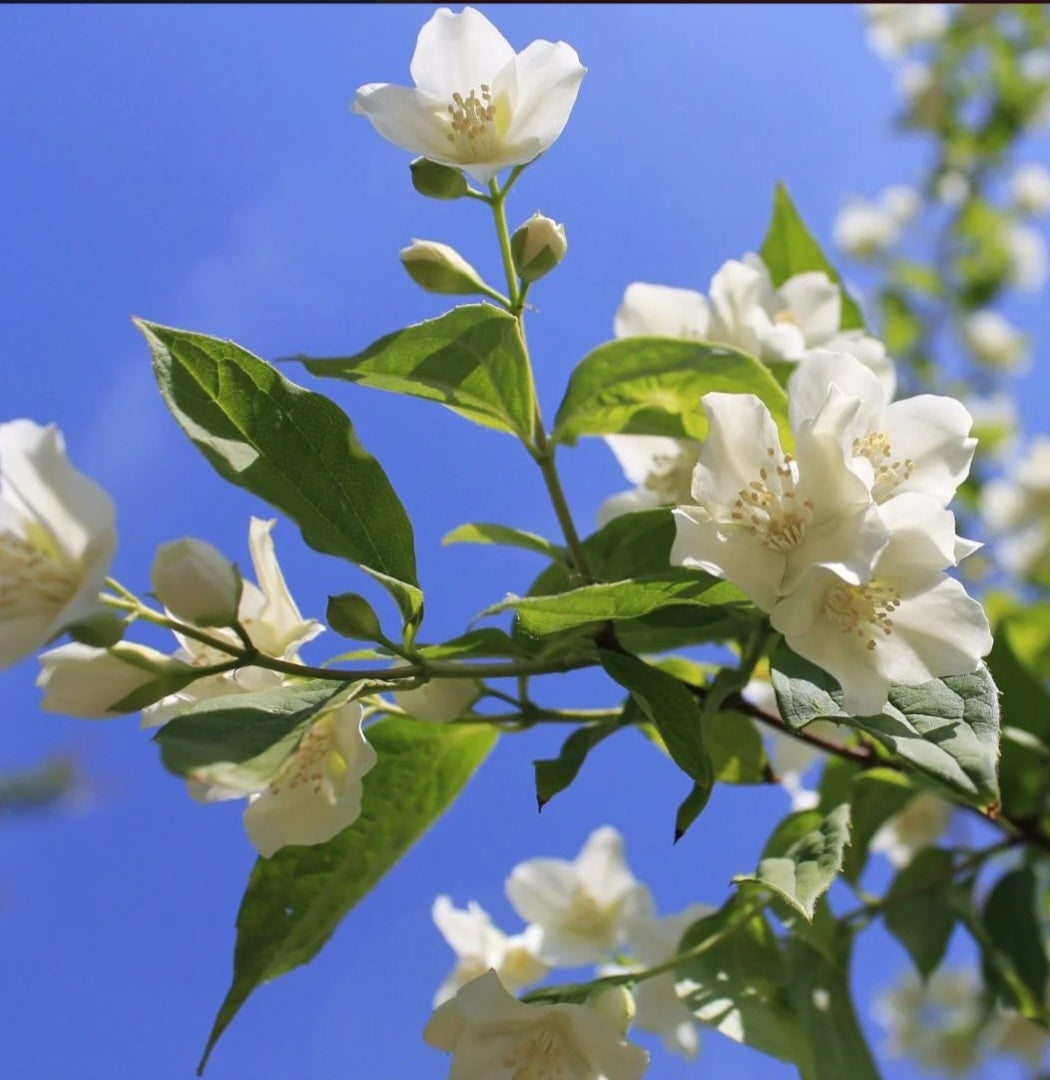 Jasmin mimosa