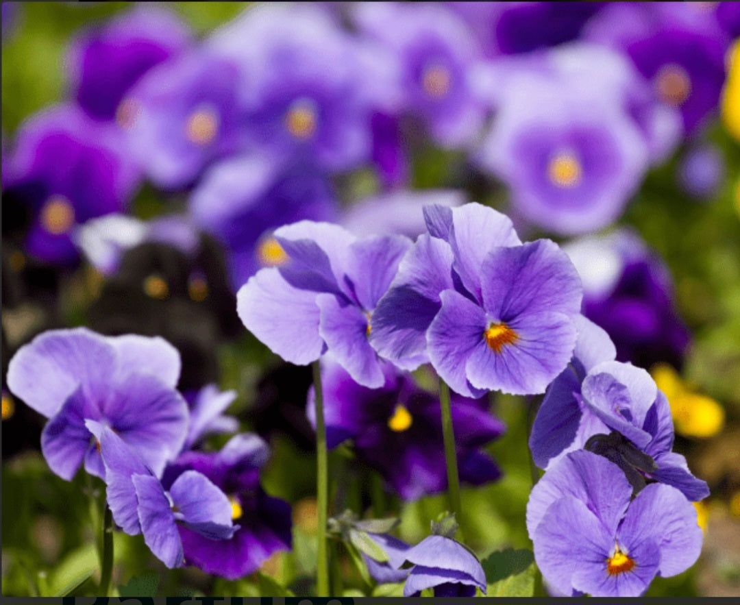 Violette