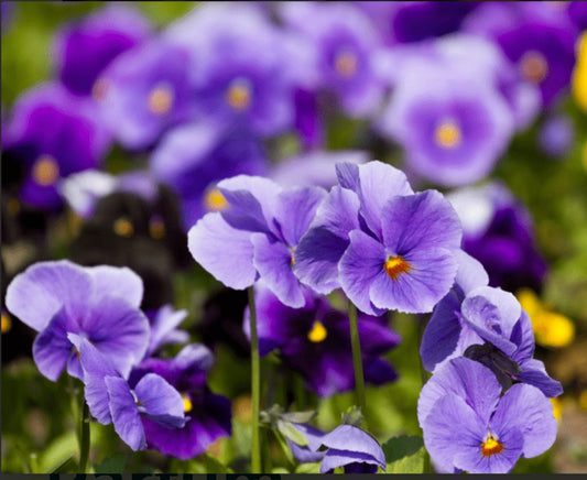 Violette