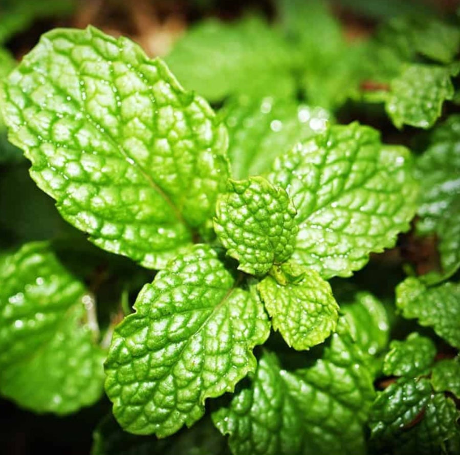 Jelly menthe fraîche