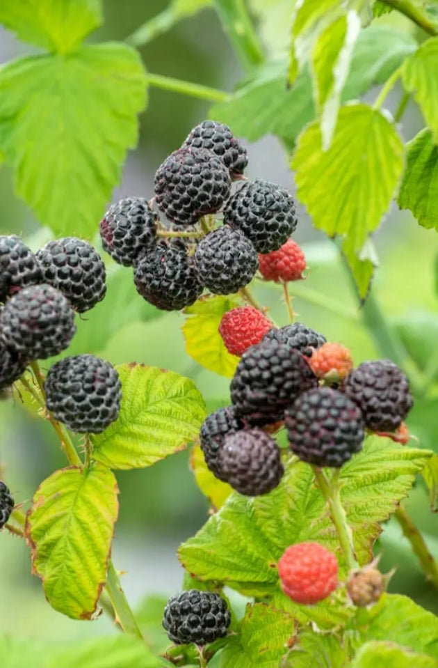 Framboise noire